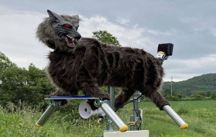 Japonya'da ayı seferberliği: Yapay zeka, dronlar ve robot kurtlar devrede